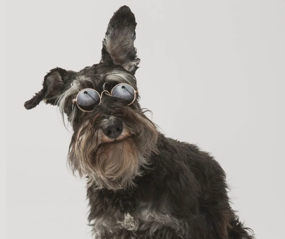 A black and gray schnauzer dog with one ear perked up and one flopped down, wearing round, gold-rimmed sunglasses against a…
