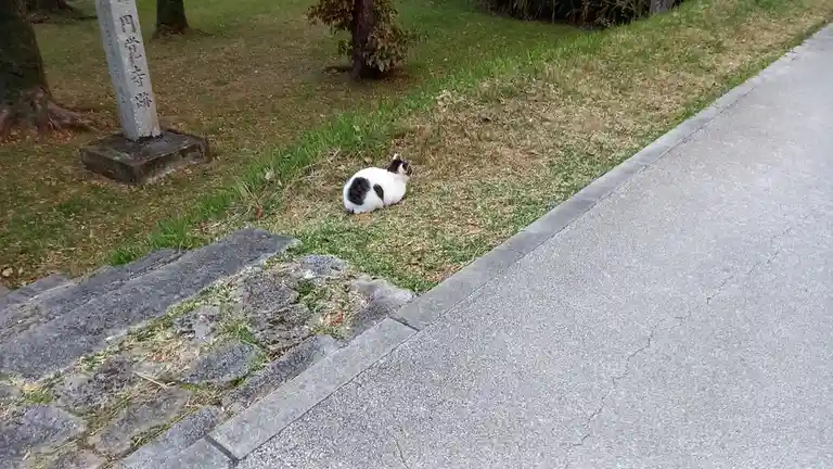 a white cat with black patches sits calmly on grass beside a paved path and stone steps, near a stone marker with japanese…