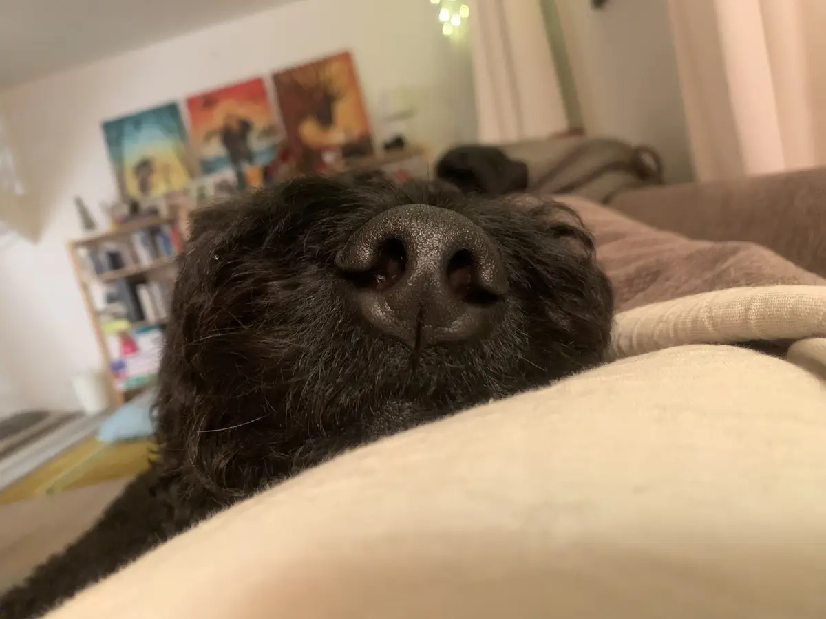 When Doggo is Just a Snoot