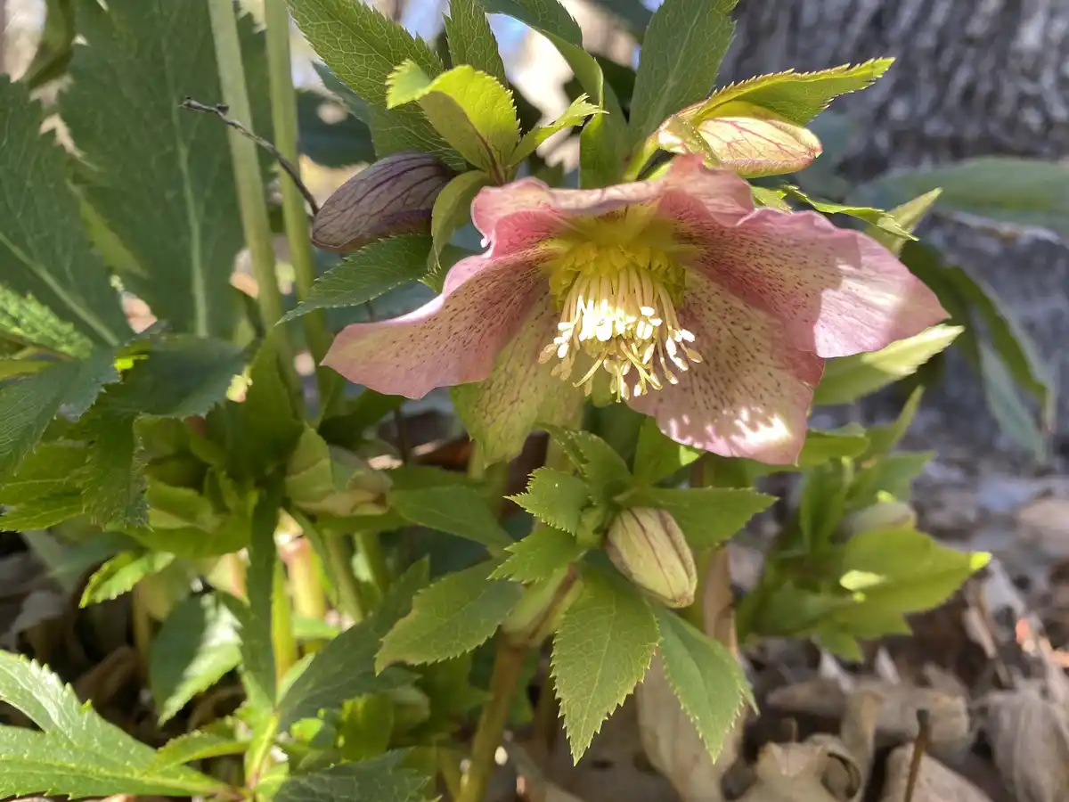 A close-up photo of a pink and green hellebore flower with speckled petals and yellow stamens, surrounded by green leaves…