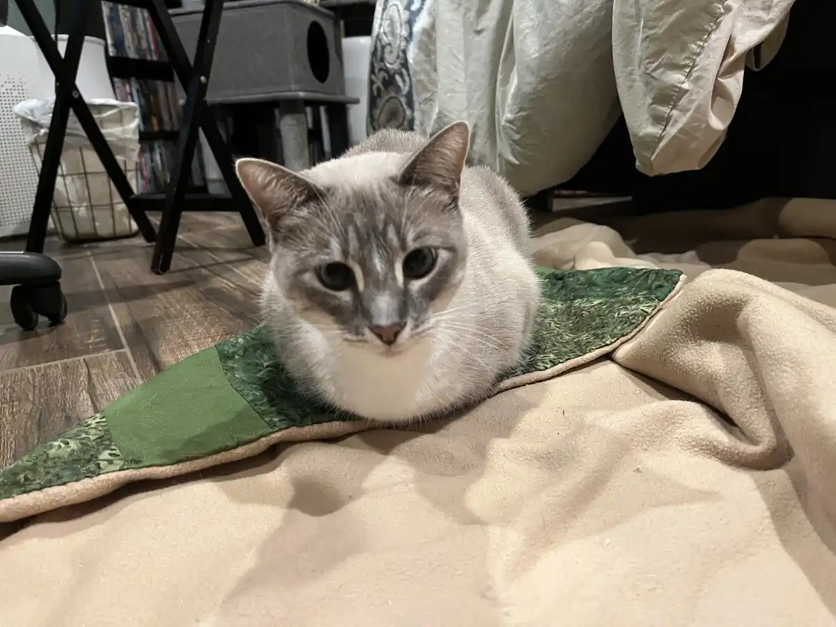 A grey and white cat with a fluffy white chest is lying on a green and beige blanket on a wooden floor, looking directly at…