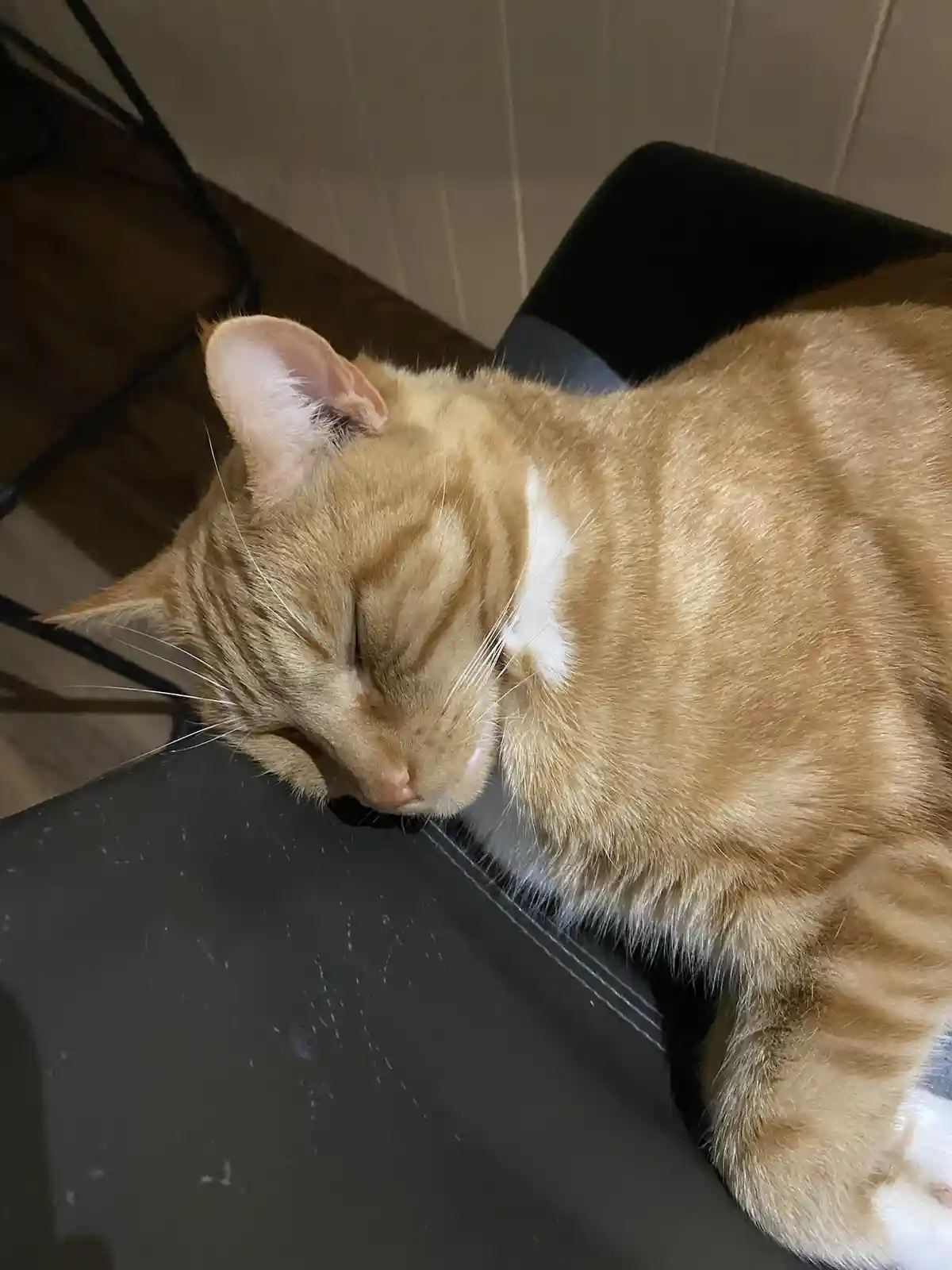 Biscuit's Daily Dose of Cuteness