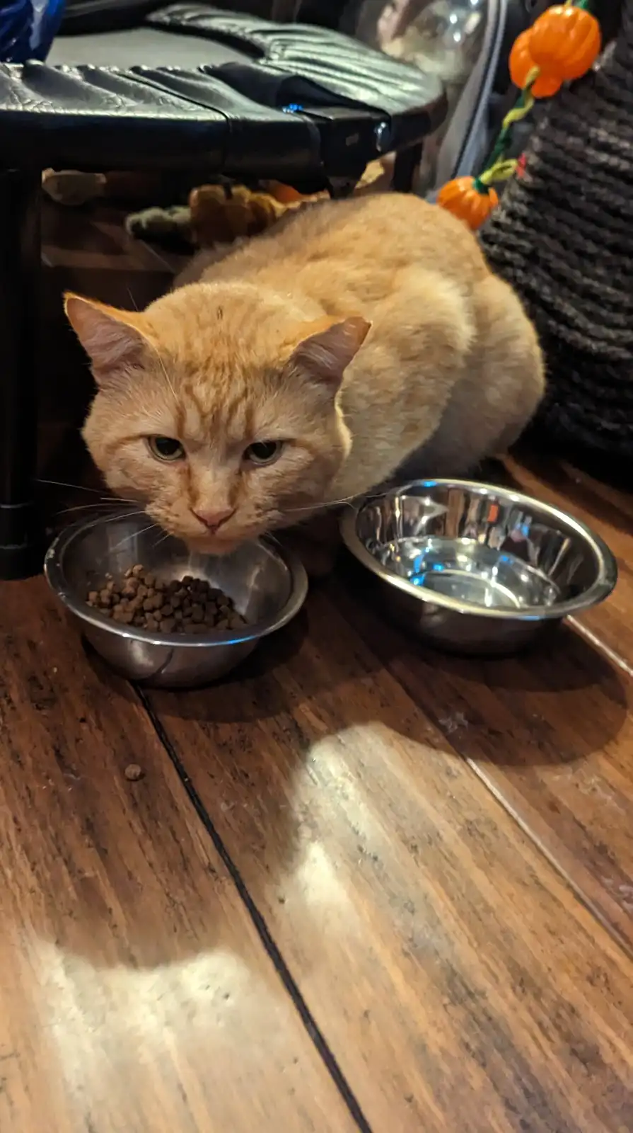An orange tabby cat with a grumpy expression is looking down at a metal food bowl filled with kibble, next to an empty metal…