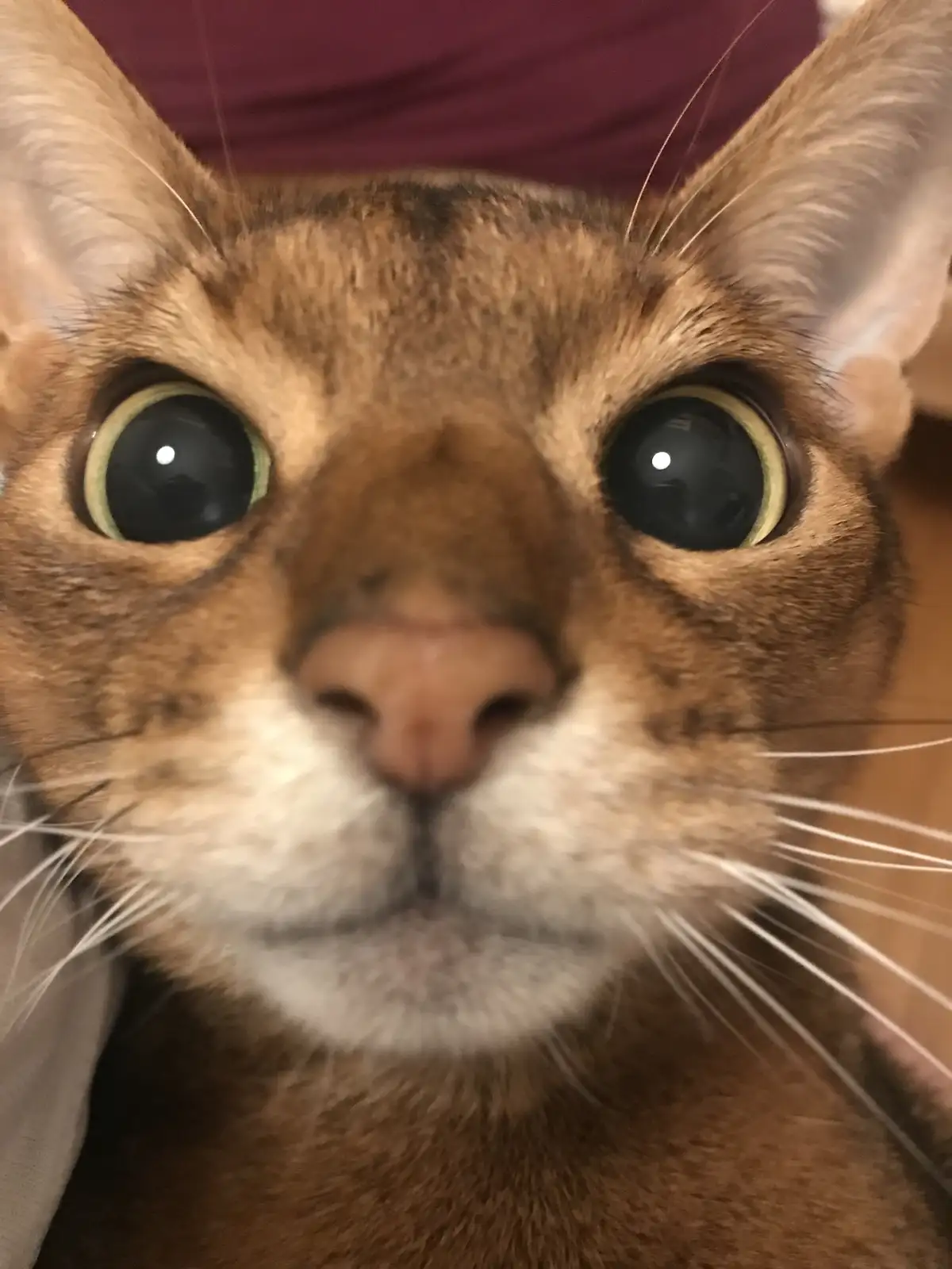 A close-up photo of a brown cat with large, wide, round eyes staring directly at the camera, its face filling the frame. The…