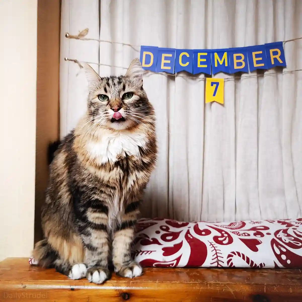 A fluffy tabby cat sits on a wooden surface with a surprised or confused expression, its pink tongue sticking out. Behind…