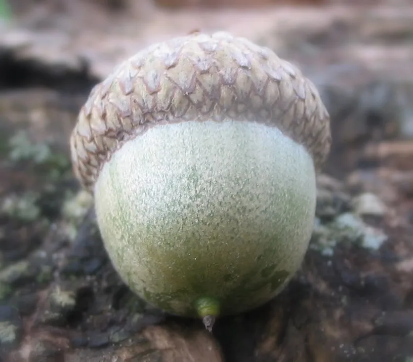 Just a Simple Acorn with Big Potential
