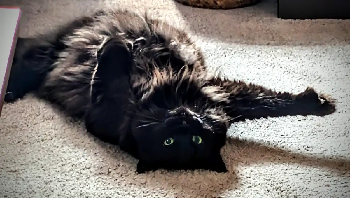 A fluffy black and gray cat lies on its back on a light-colored carpet, looking up with bright green eyes. Its paws are…
