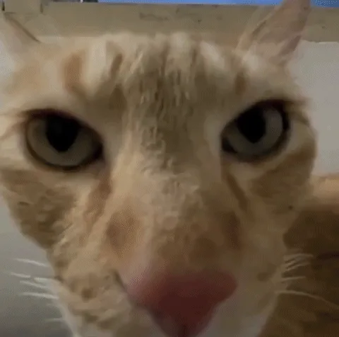 A collage shows a close-up of a light orange tabby cat's face in multiple panels, with its eyes wide and unblinking. In the…