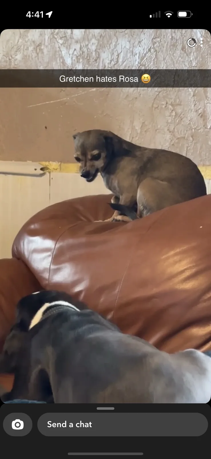 A small brown dog sits atop a brown leather couch, looking down with a disdainful expression at a larger black and white dog…