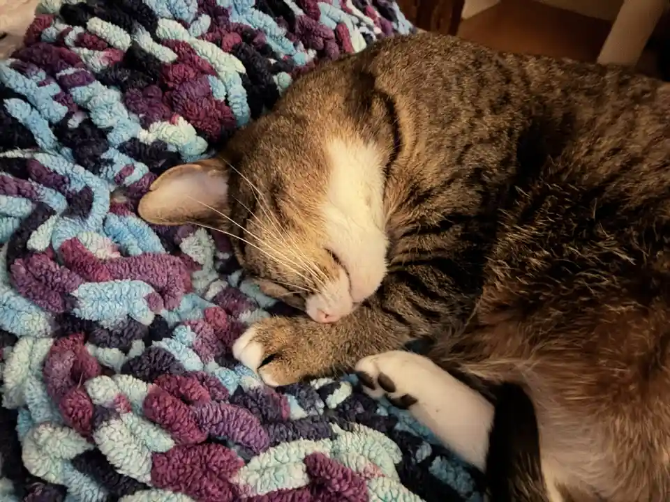 A tabby cat with white paws and a white chest is curled up and sleeping soundly on a colorful, textured blanket made of…