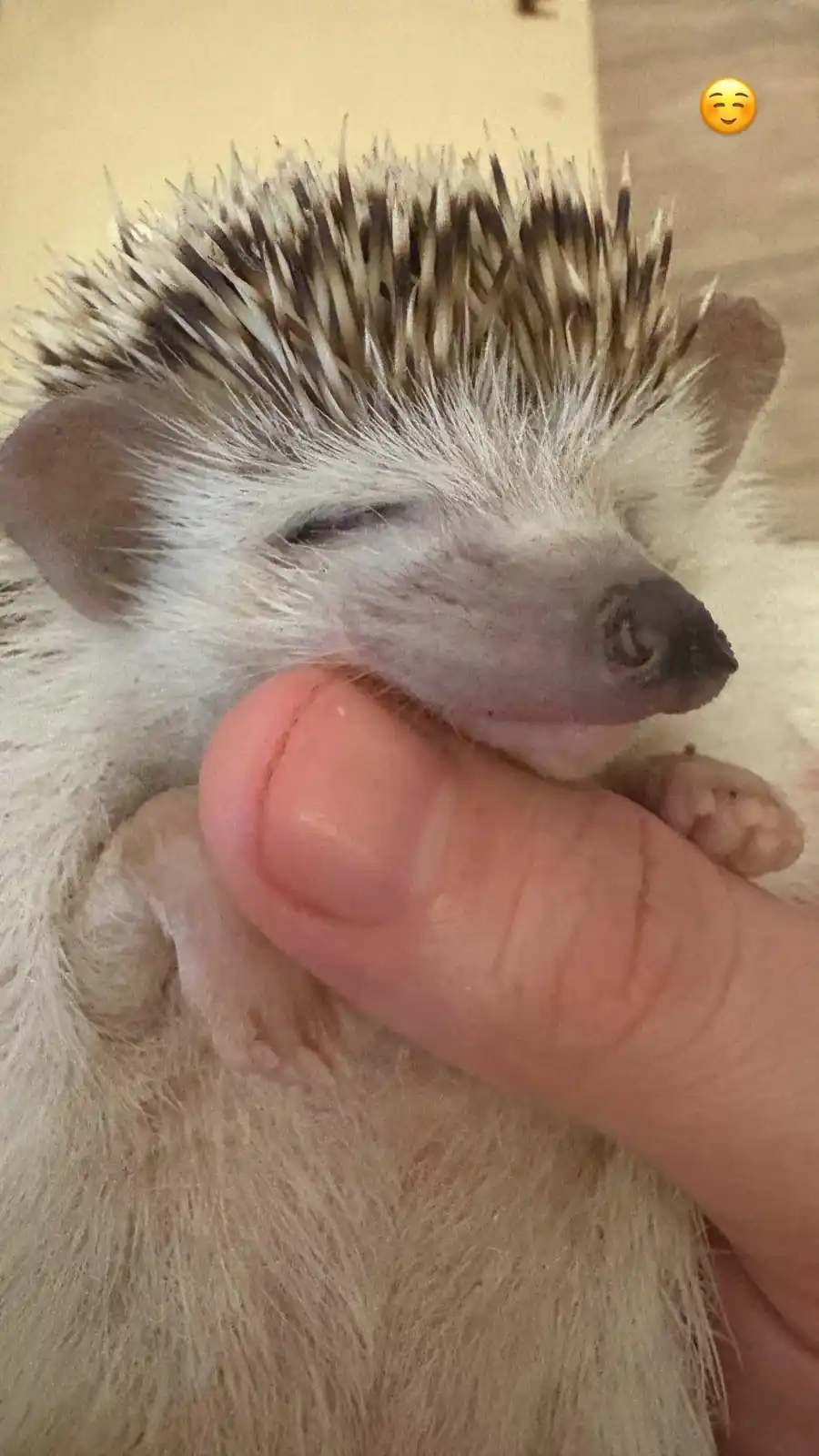 A close-up photo shows a small, sleeping hedgehog with white and brown spines, being gently held by a person's thumb. The…