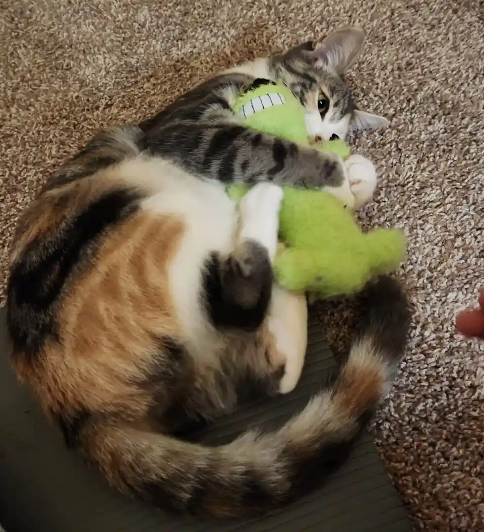 A calico cat lies curled up on a carpeted floor, holding a green plush toy with a stitched-on grin. The cat's paws are…