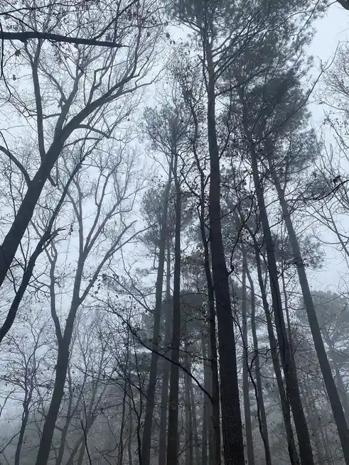 Enjoying a Beautifully Foggy Morning