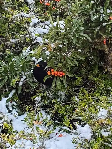 The unimpressed birb strikes again!
