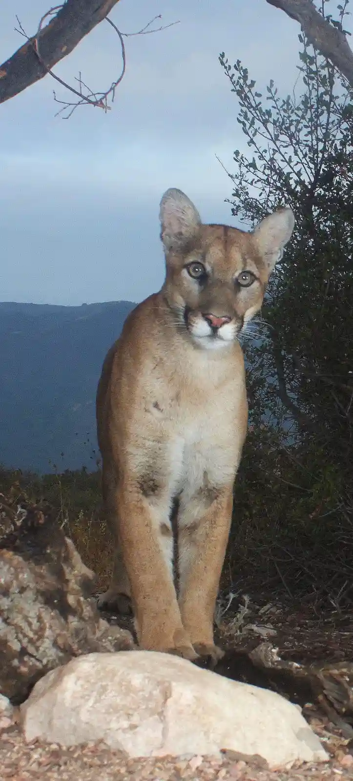 A large wild cat, likely a cougar or mountain lion, stands alert on rocky terrain with a mountainous background, looking…