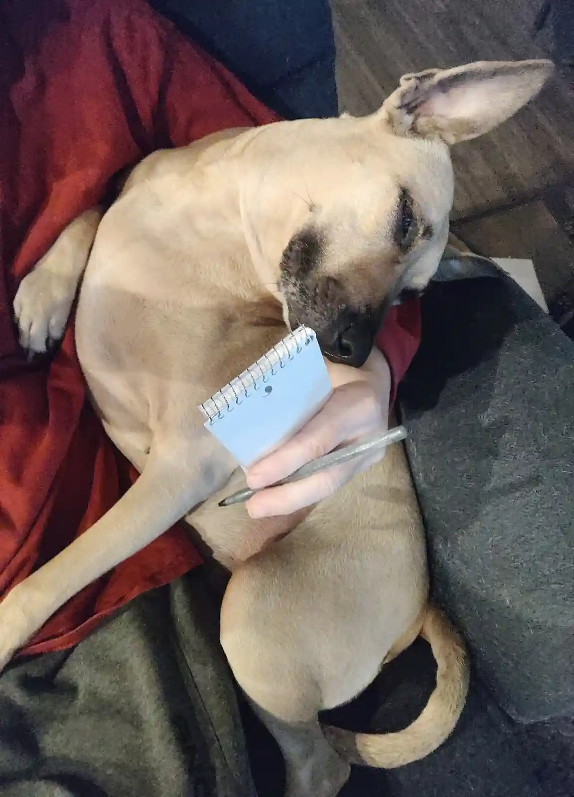 A light brown dog is curled up on a person's lap, resting its head on a small spiral-bound notebook that the person is…