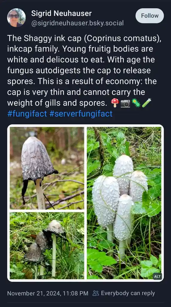 A social media post by Sigrid Neuhauser shows three photos of shaggy ink cap mushrooms. The left photo shows a single…