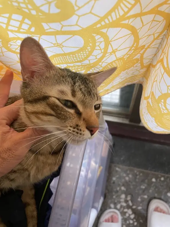 A tabby cat with a visibly unimpressed or annoyed expression is being held by a person's hand. The cat's eyes are…