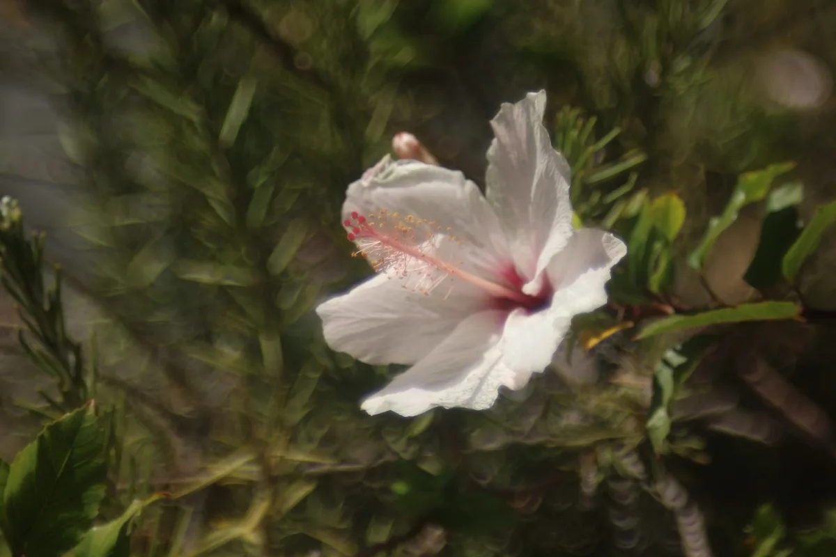 A close-up photograph of a white hibiscus flower with a pink center and yellow stamens, set against a blurred green foliage…