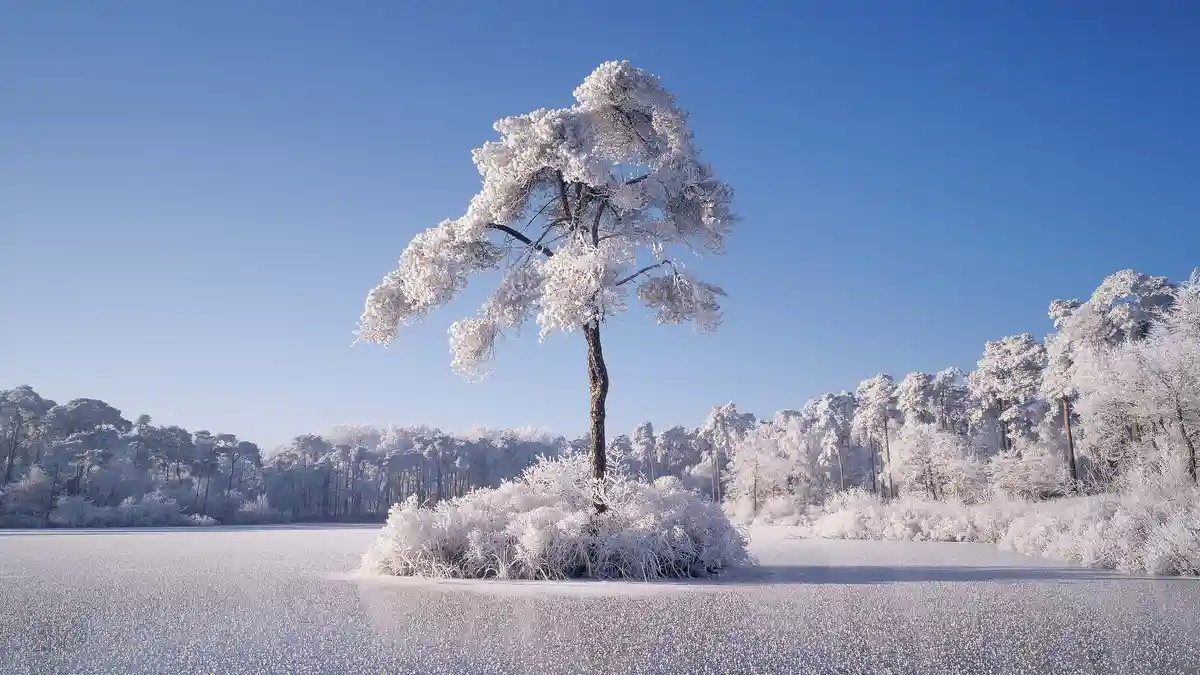 A frozen fen in the Netherlands, drenched in hoarfrost, its intricate surfaces transformed into a immaculate white canvas…