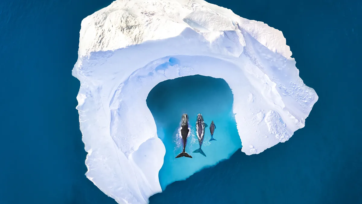 A young humpback whale calf dives into the icy waters of a Greenlandic iceberg, seeking warmth in the tropical antithesis…