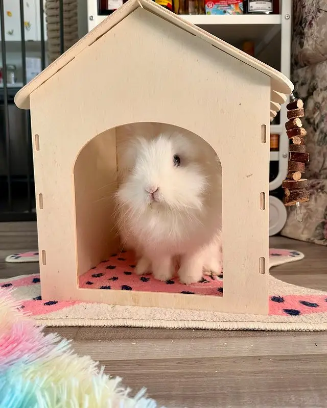 A fluffy white rabbit sits inside a small wooden house-shaped pet bed, looking directly at the camera with a calm, slightly…