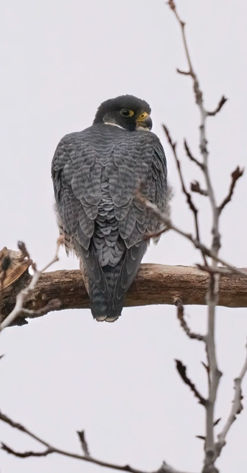 A peregrine falcon perched on a bare tree branch, viewed from behind, with its head turned slightly to the side. The bird…