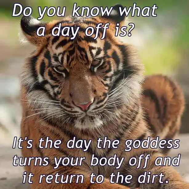 A close-up photo of a tiger with a weary, unimpressed expression, overlaid with text that reads 'Do you know what a day off…