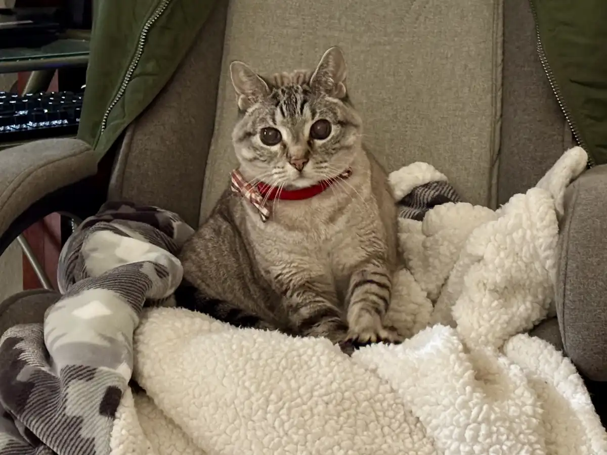 A gray tabby cat with wide, unblinking eyes sits upright on a fluffy white blanket draped over a gray couch, wearing a red…