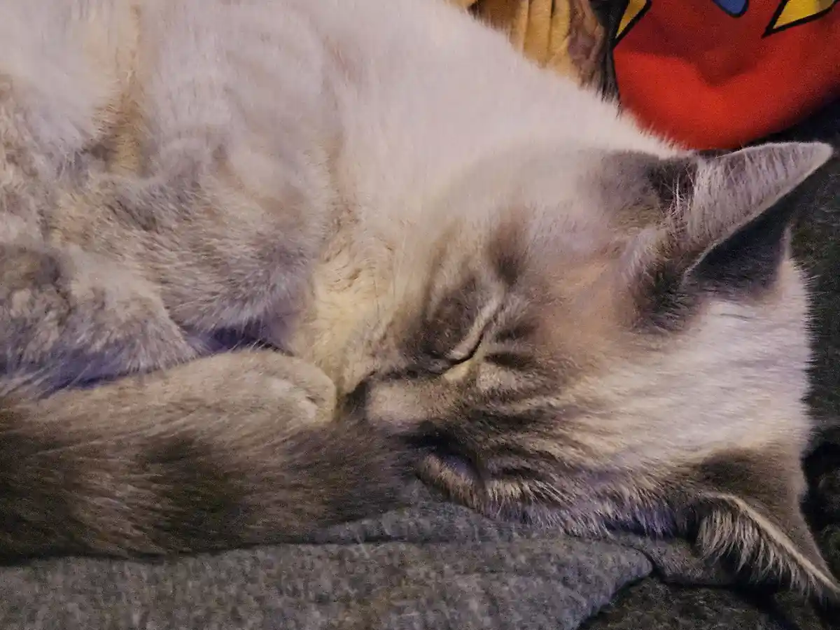 A fluffy gray and white cat is curled up sleeping on a gray blanket, its eyes closed and paws tucked in. In the background…