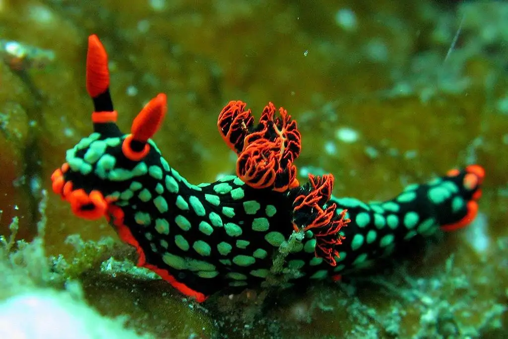 A vibrant, colorful sea slug with a black body covered in bright green spots and orange-red appendages crawls on a greenish…