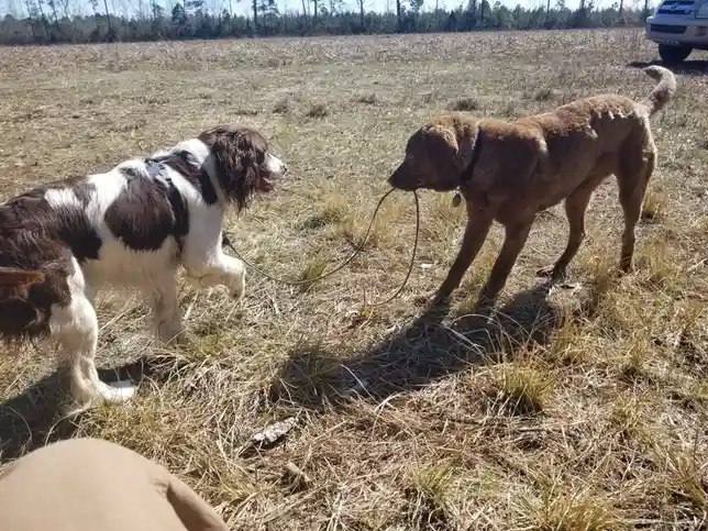 Two dogs stand in a dry grassy field; one brown dog holds the leash in its mouth while the other brown and white dog looks…