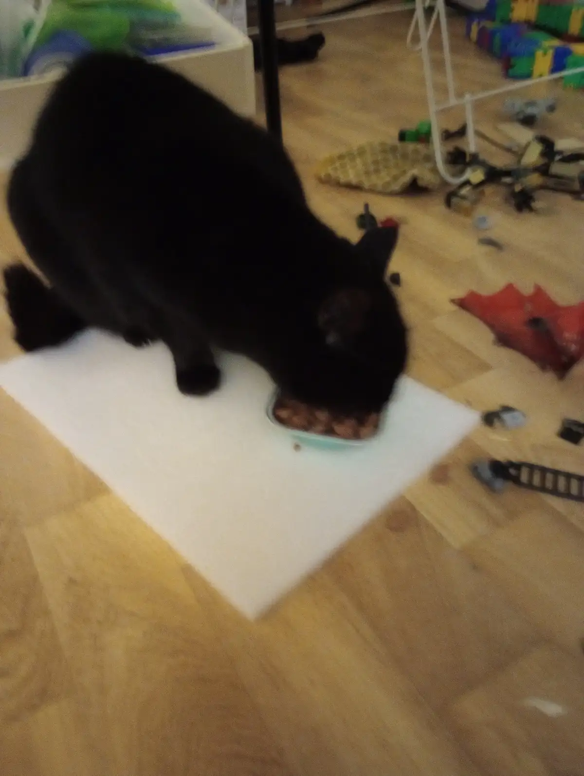 A black cat is eating from a shallow bowl placed on a white mat on a wooden floor, surrounded by scattered toys and building…