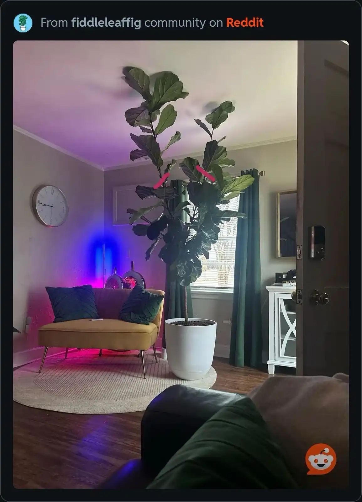 A large fiddle leaf fig plant in a white pot is positioned in a living room, with its topmost leaves visibly poking through…