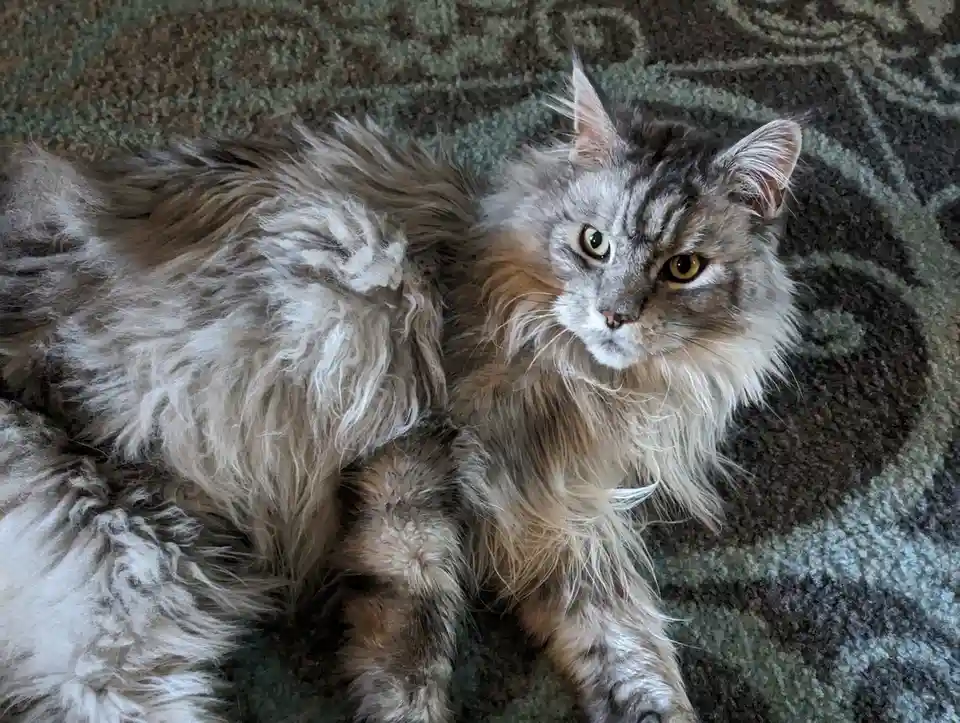A fluffy, long-haired gray tabby cat with striking yellow eyes lies sprawled on a patterned green and brown rug, looking…