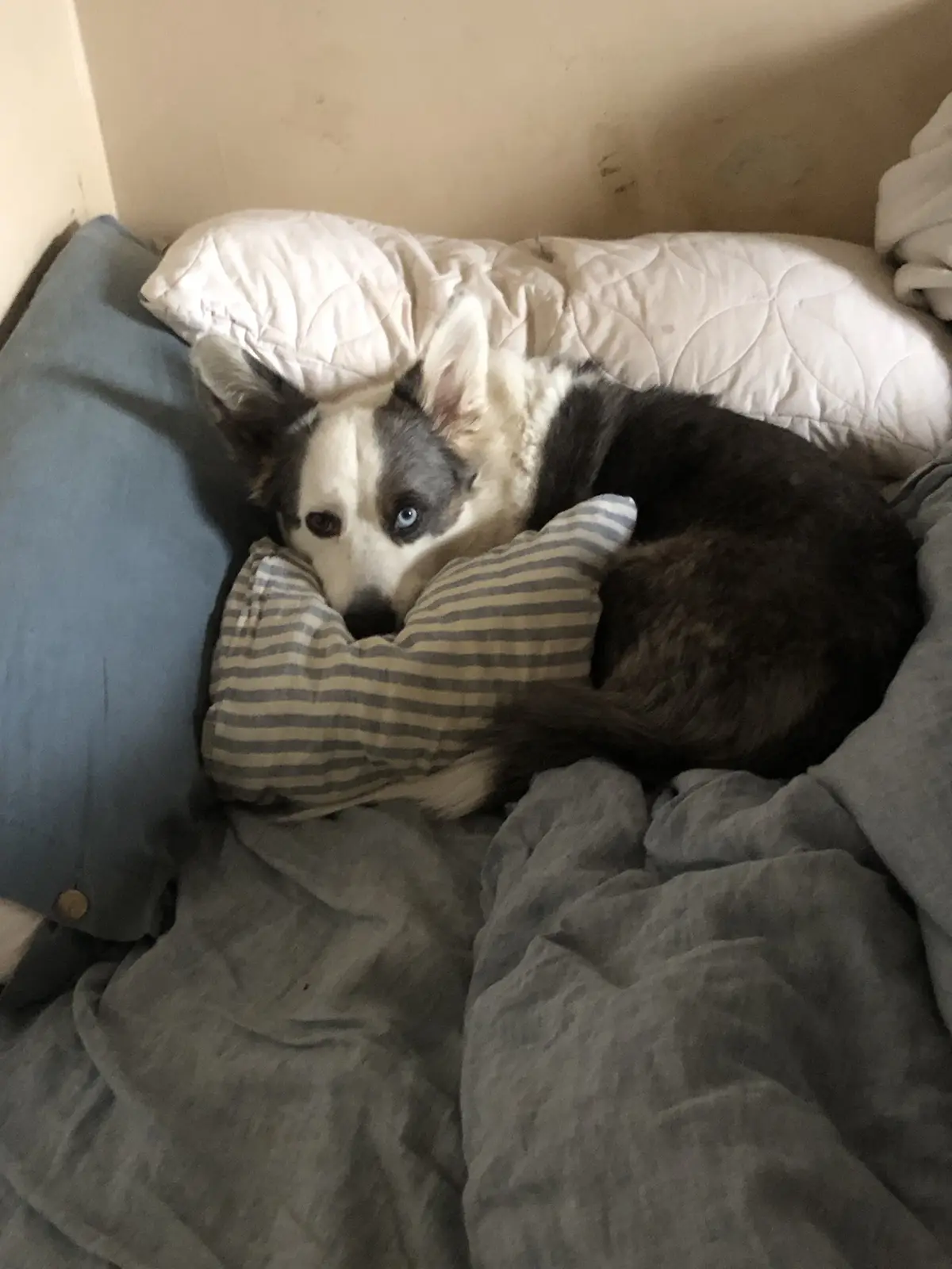 A black and white dog with one blue eye and one brown eye is curled up on a bed, resting its head on a striped pillow. The…