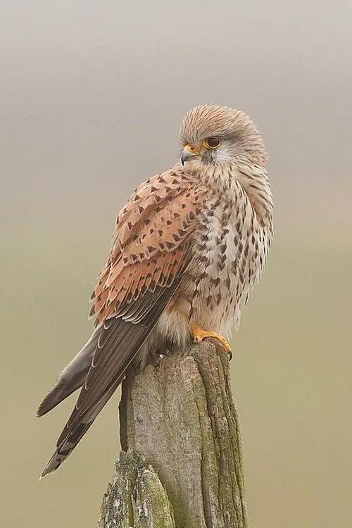 A close-up photograph of a kestrel perched on a weathered wooden post, looking alert with its head slightly turned. The bird…