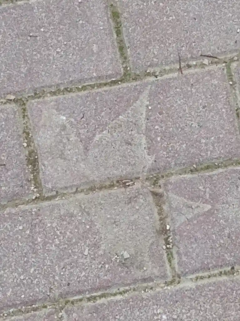 A close-up photo of a paved sidewalk made of light purple-gray rectangular bricks with visible green moss in the grout…