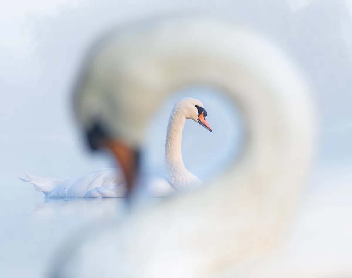 Welcome to Swanception!