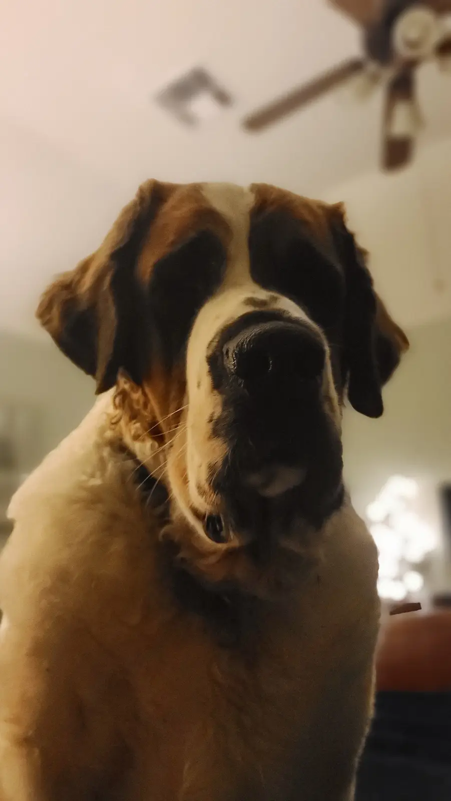 A close-up photo of a Saint Bernard dog with a serious, slightly tilted head expression, looking directly at the camera. The…