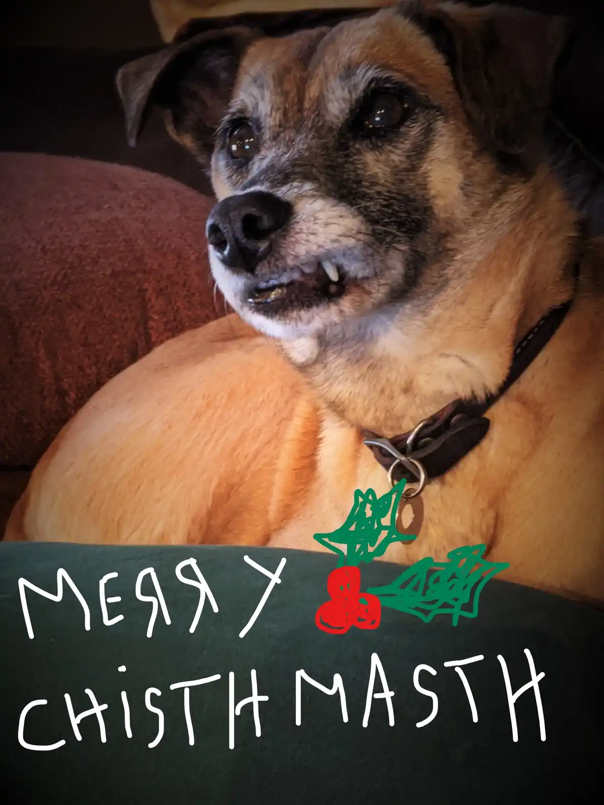 A close-up photo of an older, brindle-coated dog with a slightly open mouth and visible teeth, resting on a dark green couch…