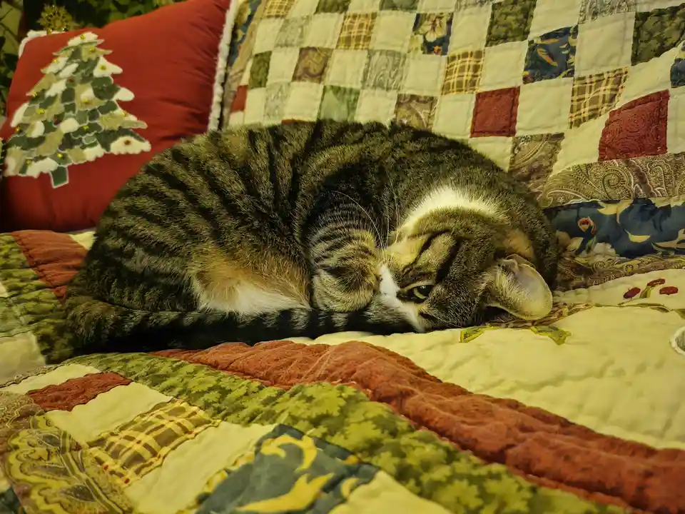 A tabby cat with white markings is curled up and sleeping on a colorful patchwork quilt, one eye slightly open. Behind it is…