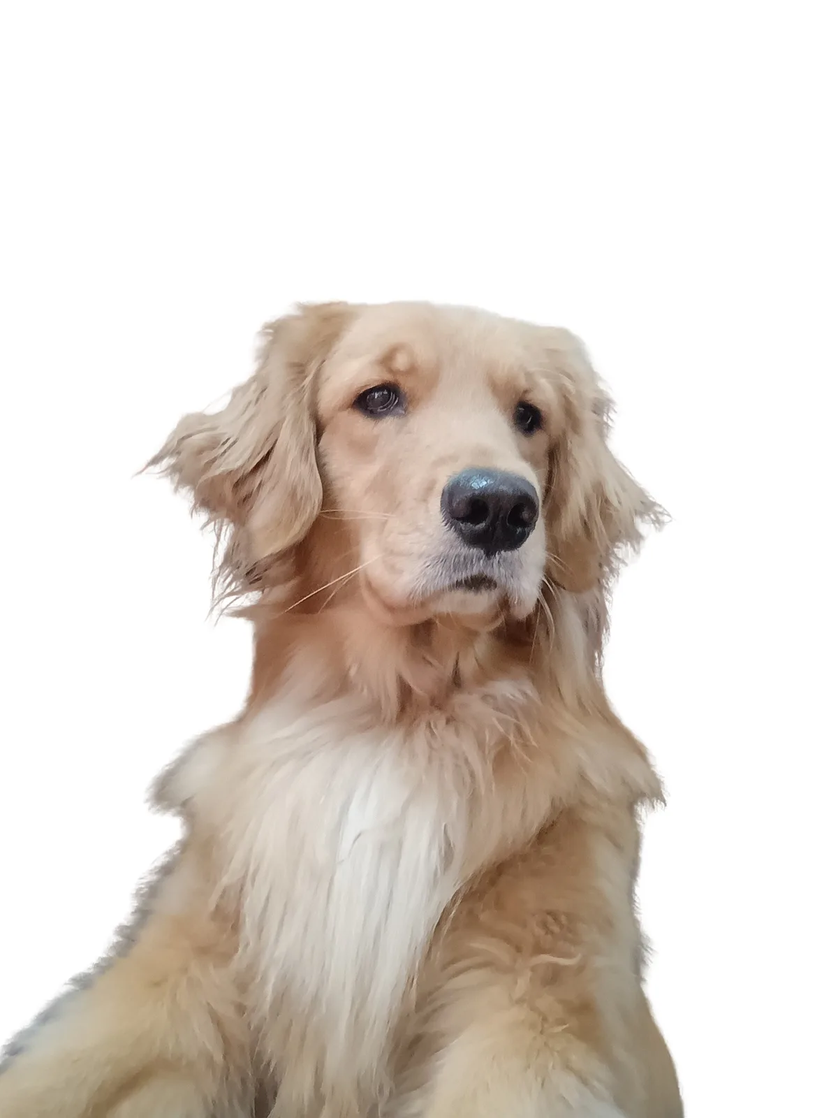 Meet Miss Nina, the Gorgeous Golden Retriever
