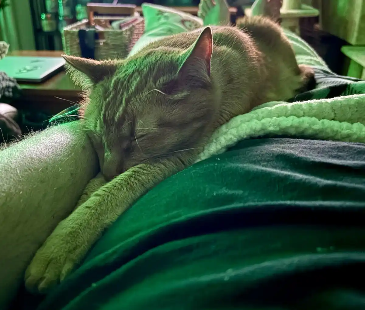 A brown tabby cat is sleeping soundly with its head resting on a person's arm, which is draped over a green blanket. The…