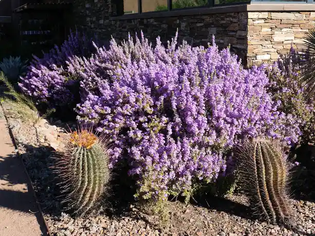 A vibrant, bushy plant covered in purple flowers stands in a desert garden next to two large barrel cacti. The background…