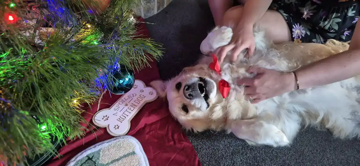 A golden retriever lies on its back on a carpet, being petted by a person, wearing a red bow, next to a decorated christmas…