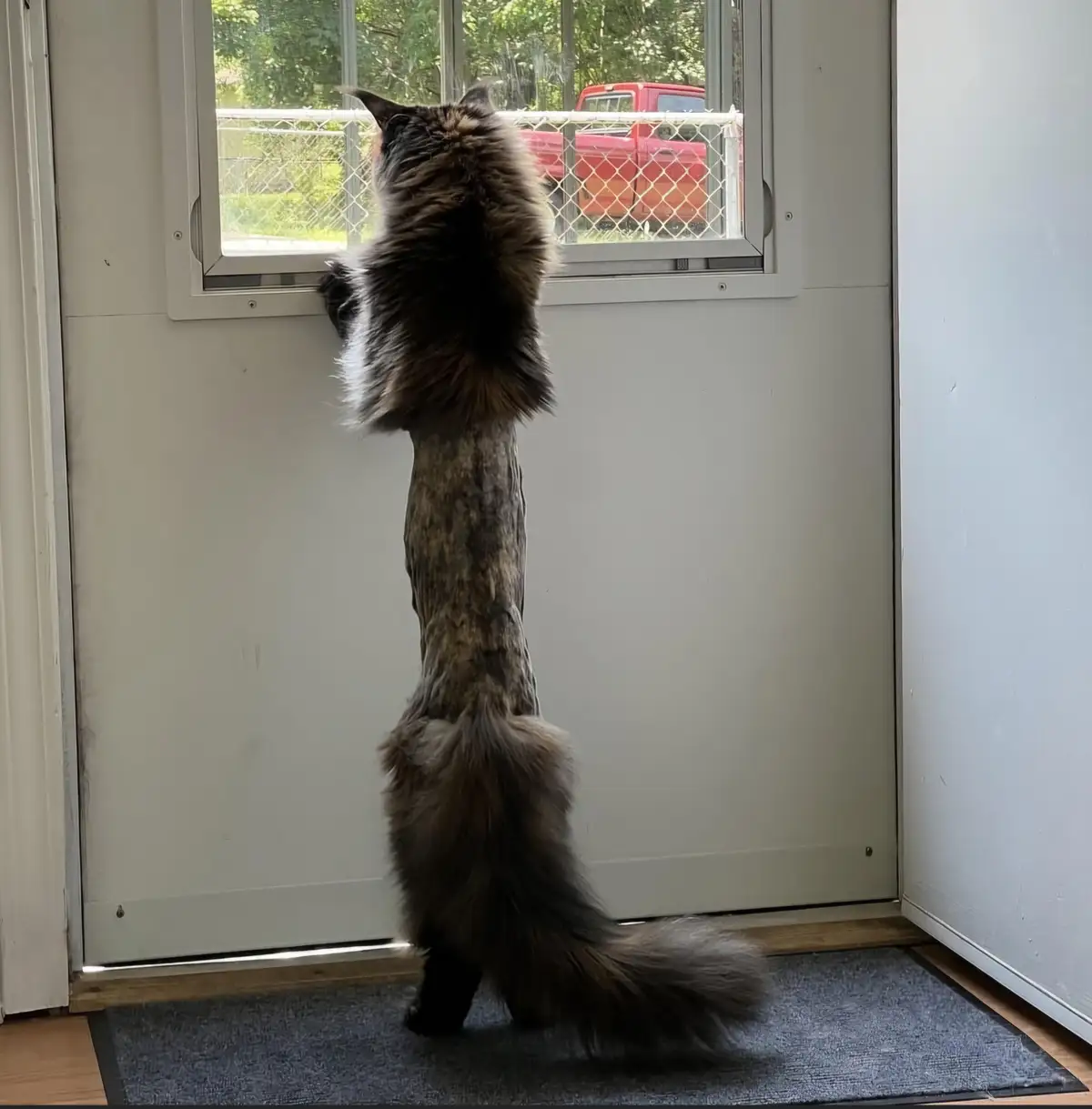 A long-haired cat stands on its hind legs, stretching its body vertically to peer through a pet door window, with its tail…