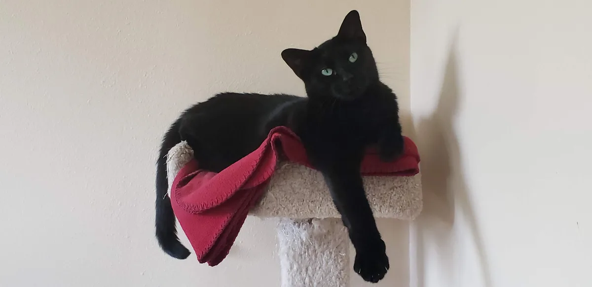 A sleek black cat with bright green eyes lounges on a beige cat tree, draped with a red blanket, looking directly at the…