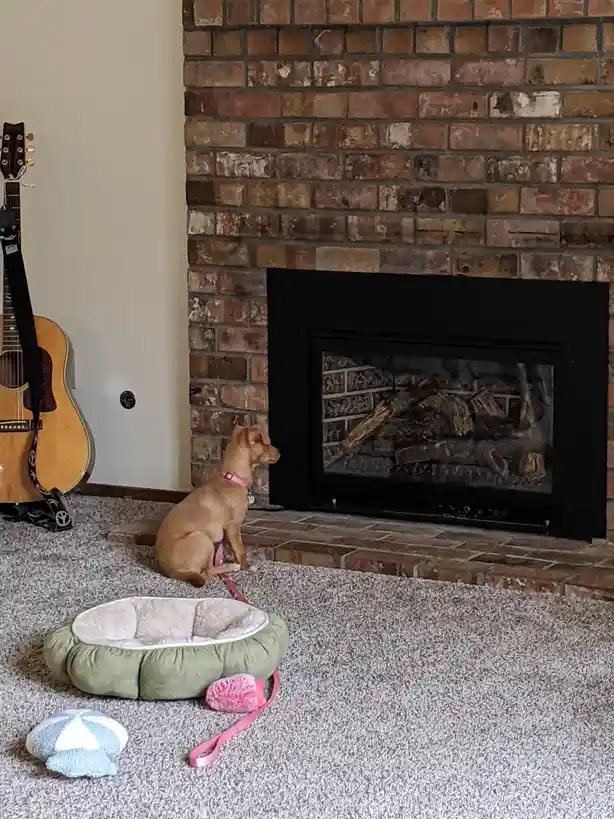 A small brown dog wearing a pink collar sits attentively on a carpeted floor in front of a brick fireplace with no fire. To…