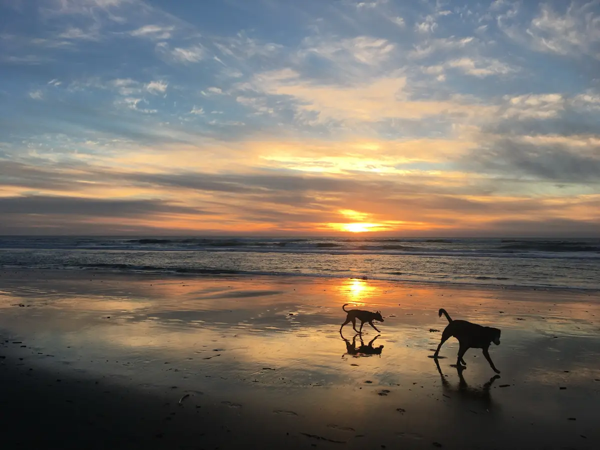Two dogs are silhouetted against a beautiful sunset on a wet beach, their reflections visible in the sand. The overlaid text…